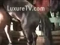 Big black stud-horse fucking a taut floozy in the barn